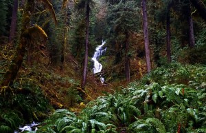Mineral Creek Falls in the Hoh Rainforest